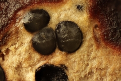 Cytospora