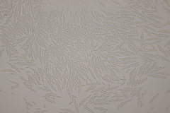 Cytospora