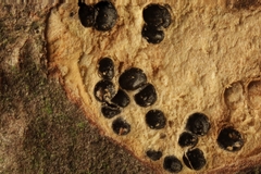 Cytospora