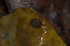 Bathyomphalus contortus