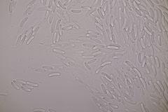 Cytospora