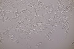 Cytospora