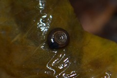 Bathyomphalus contortus