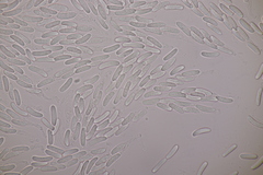 Cytospora