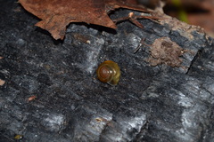 Morlina glabra