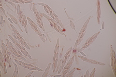 Cytospora