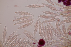 Cytospora