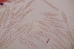 Cytospora