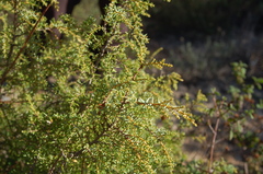 Juniperus navicularis