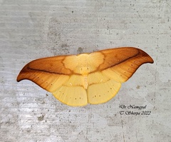 Tridrepana argentistriga