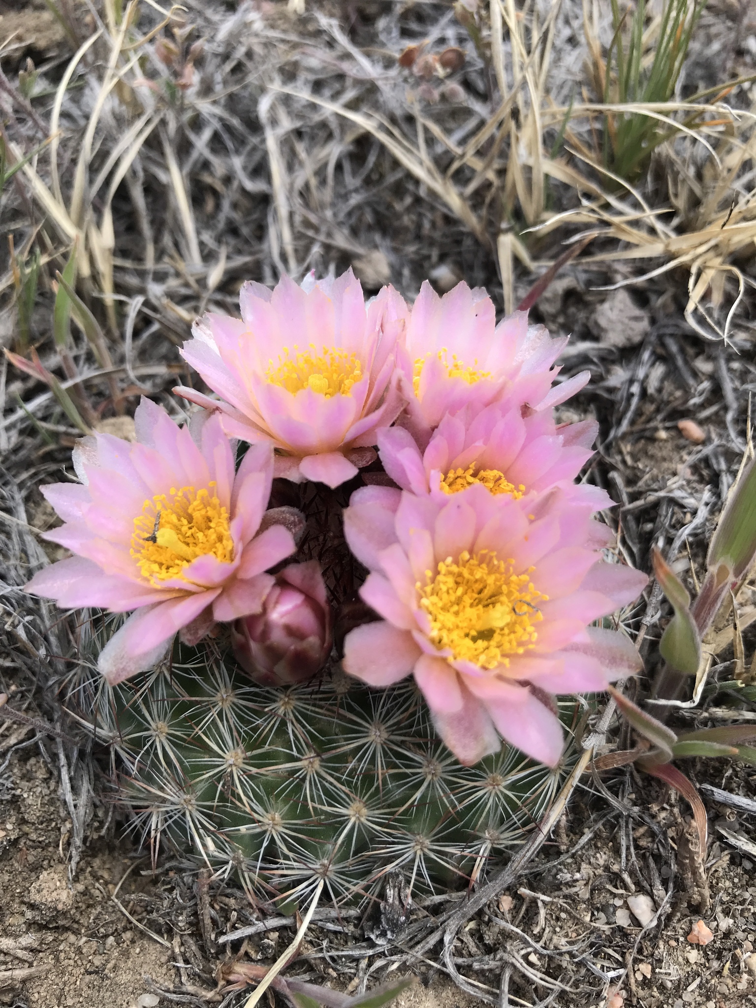 Pediocactus