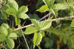 Rubus affinis