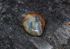 Morlina glabra
