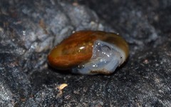 Morlina glabra