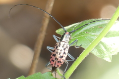 Macrochenus isabellinus