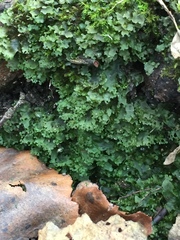 Apopellia endiviifolia