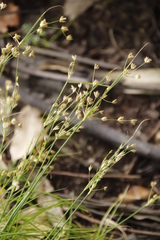 Juncus capensis