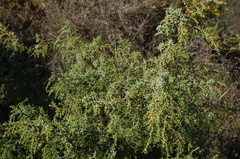 Juniperus navicularis