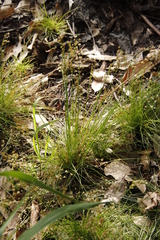 Juncus capensis