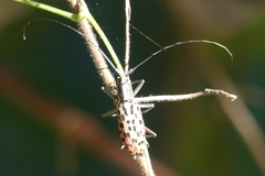 Macrochenus isabellinus
