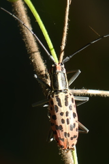 Macrochenus isabellinus