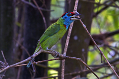 Psilopogon asiaticus