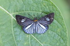 Pythonides lancea