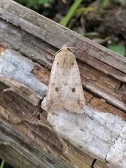 Agrochola blidaensis