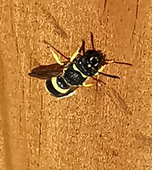 Ancistrocerus