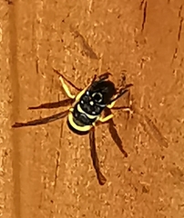 Ancistrocerus