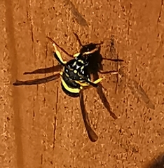 Ancistrocerus