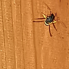 Ancistrocerus