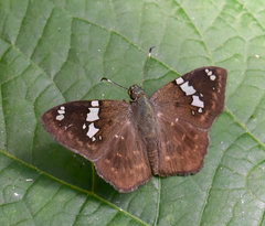 Celaenorrhinus similis