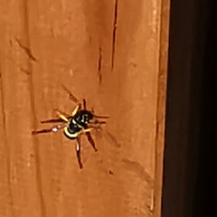 Ancistrocerus