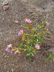 Cakile maritima euxina