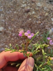 Cakile maritima euxina