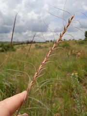 Urelytrum agropyroides