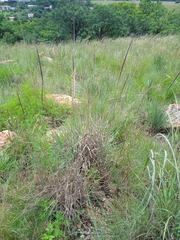 Urelytrum agropyroides