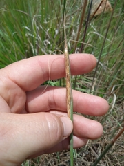 Urelytrum agropyroides