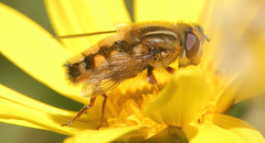 Dolichogyna chilensis