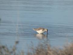Calidris pugnax