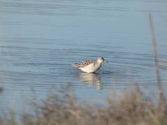 Calidris pugnax