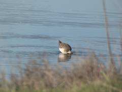 Calidris pugnax