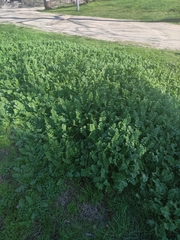Berula