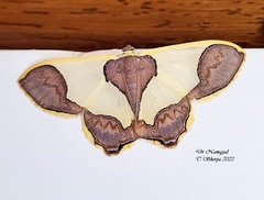 Plutodes subcaudata