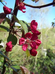 Malus purpurea