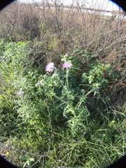 Galactites tomentosus