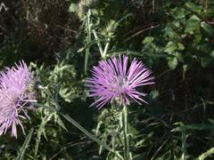 Galactites tomentosus