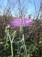 Galactites tomentosus