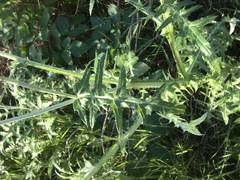 Galactites tomentosus